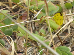 Eurema hecabe solifera