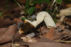 Phallus granulosodenticulatus