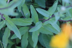 Aster amellus bessarabicus