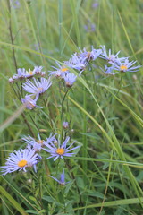 Aster amellus bessarabicus