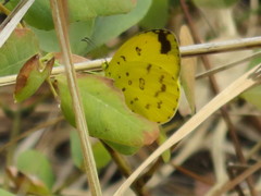 Eurema hecabe solifera