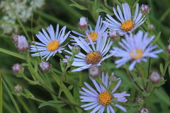 Aster amellus bessarabicus