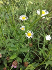 Erigeron annuus