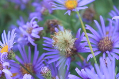 Aster amellus bessarabicus