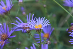 Aster amellus bessarabicus