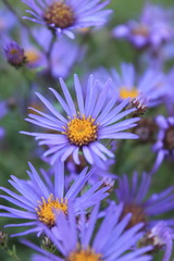 Aster amellus bessarabicus