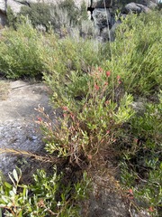 Castilleja miniata oblongifolia