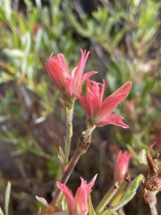Castilleja miniata oblongifolia