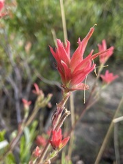 Castilleja miniata oblongifolia