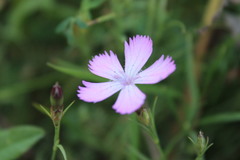 Dianthus campestris