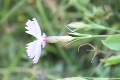 Dianthus campestris