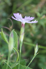 Dianthus campestris