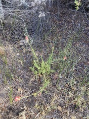 Castilleja miniata oblongifolia