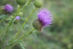 Cirsium ukranicum