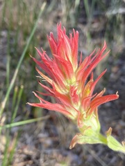 Castilleja miniata oblongifolia