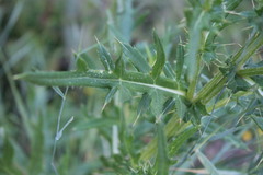 Cirsium ukranicum