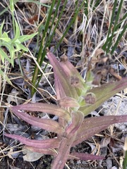 Castilleja miniata oblongifolia