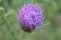 Cirsium ukranicum