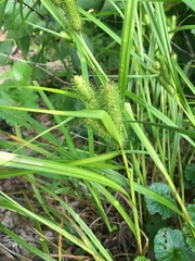 Carex frankii