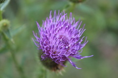 Cirsium ukranicum