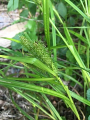Carex frankii