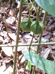 Aristolochia acuminata