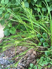 Carex frankii