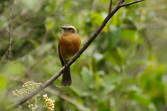 Ochthoeca fumicolor