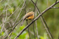 Ochthoeca fumicolor