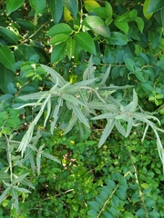 Elaeagnaceae