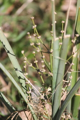 Lomandra multiflora dura