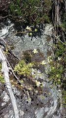 Saxifraga aspera