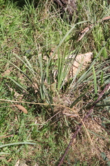 Lomandra multiflora dura