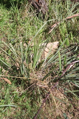 Lomandra multiflora dura