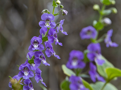 Angelonia