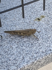 Anacridium aegyptium