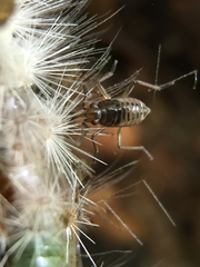 Gerromorpha