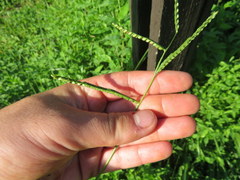 Paspalum laeve