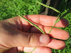 Paspalum laeve