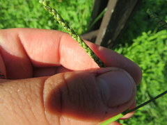 Paspalum laeve