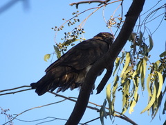 Macheiramphus alcinus anderssoni