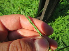 Paspalum laeve