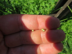Paspalum laeve
