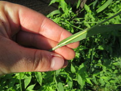 Paspalum laeve