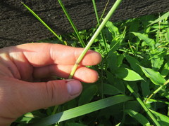 Paspalum laeve