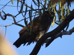 Macheiramphus alcinus anderssoni