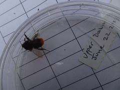 Bombus ruderarius