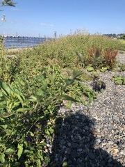 Solanum dulcamara