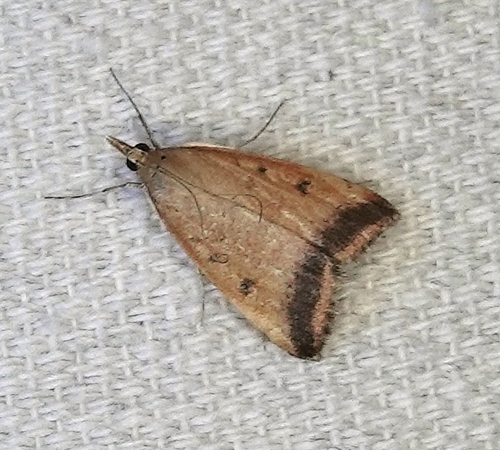 Sociable Pyrausta Moth and Allies photo 4