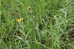 Jacobaea paludosa lanata